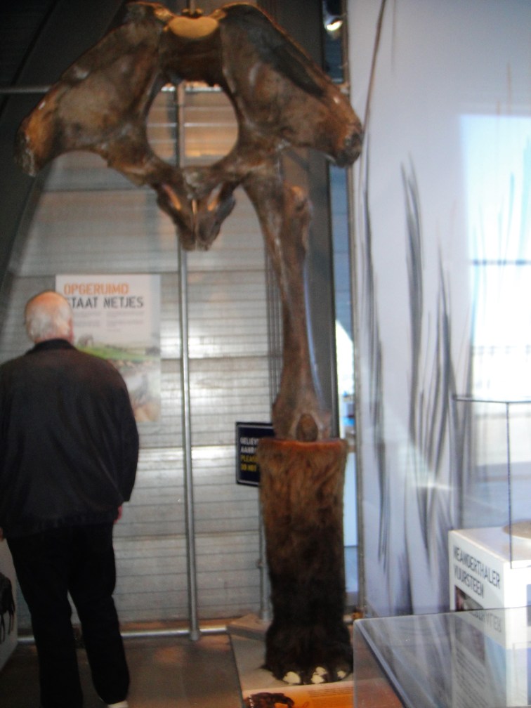 Wooly Mammoth Leg Bone