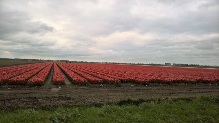 WP_20170504_15_29_49_Pro